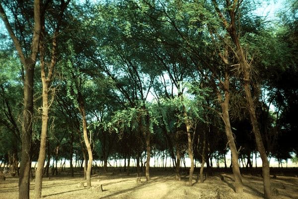 Acacia (Acacia nilotica)