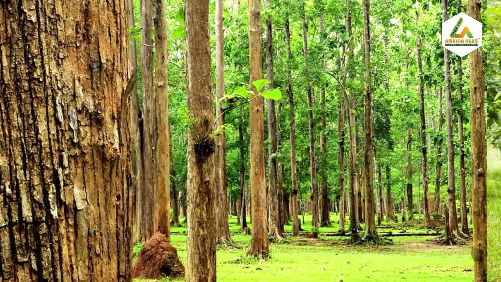 Australian Teak (Flindersia australis)