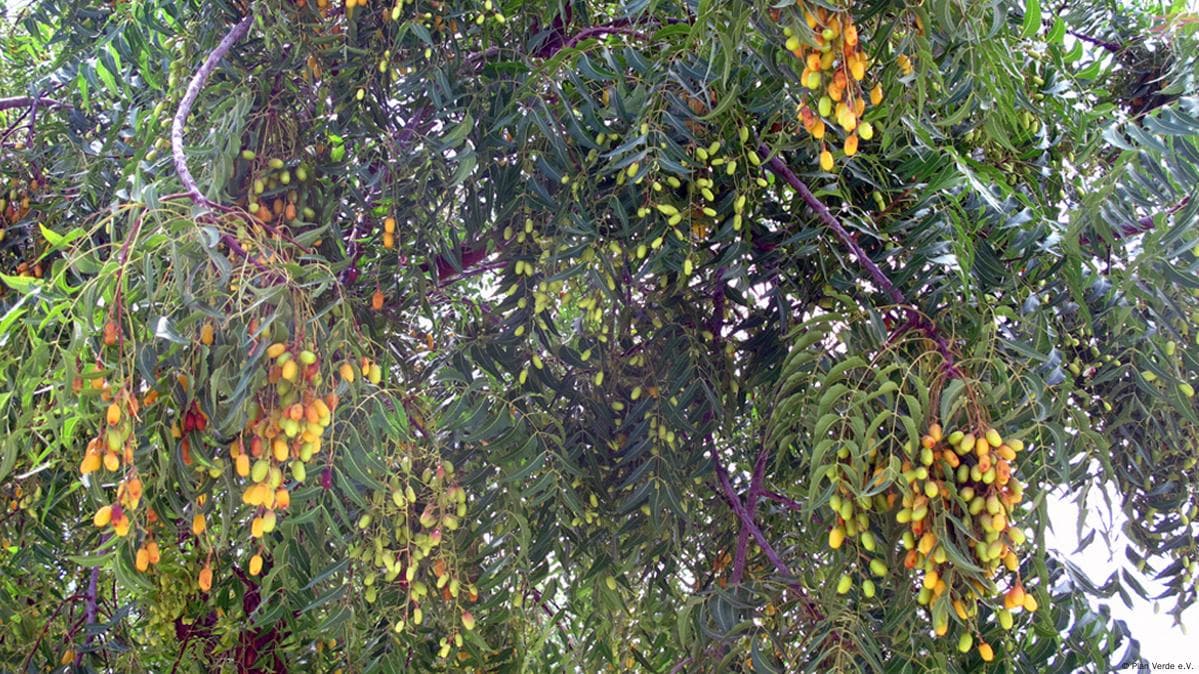 Neem (Azadirachta indica)