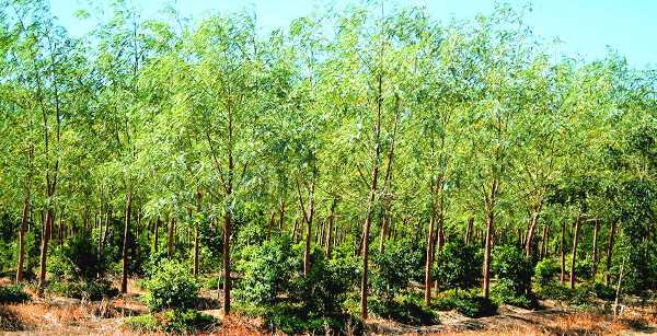 Sandalwood (Santalum album)