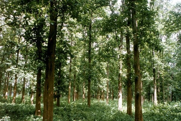 Teak (Tectona grandis)